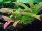 Preview: Hygrophila corymbosa 'Compact' - Mini Kirschblatt "compact"